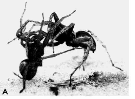 Obr. 12: Námluvy druhu Alopecosa taeniata (Kronestedt 1990). U druhu A. accentuata již pozorujeme černé kontrastní zbarvení na femuru, patelle a tibii prvního páru končetin.