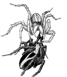 Obr. 14: Námluvy druhu Alopecosa cuneata. Je vidět, jak se samice zakusuje do nohy samce, který je na obrázku tmavší. (Dahlem et al. 1987). 3.4. Pohlavní výběr Pokud se chceme zajímat o rozmnožování pavouků, je podstatné zaměřit se na jejich anatomii a morfologii.