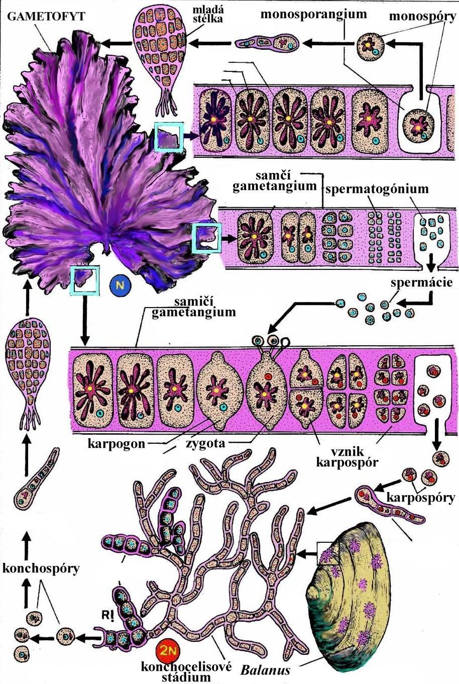 Porphyra