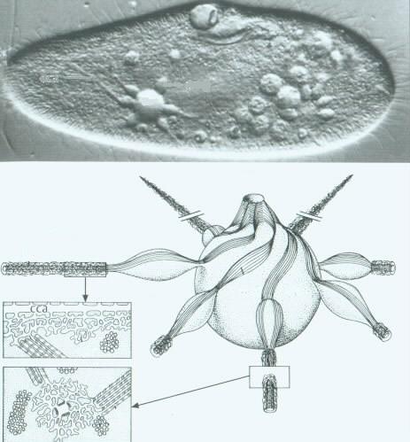 4) osmoregulační pulsující, exkreční vakuoly běžně přítomné i u sladkovodních prvoků, u nálevníků mají složitou a charakteristickou stavbu mikrotubuly systém pouze