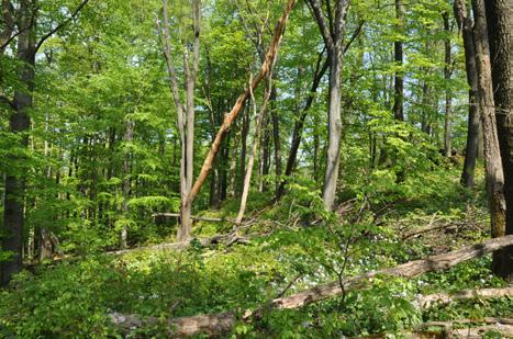najdeme pestrá společenstva střevlíků s řadou významných druhů vázaných na původní lesní