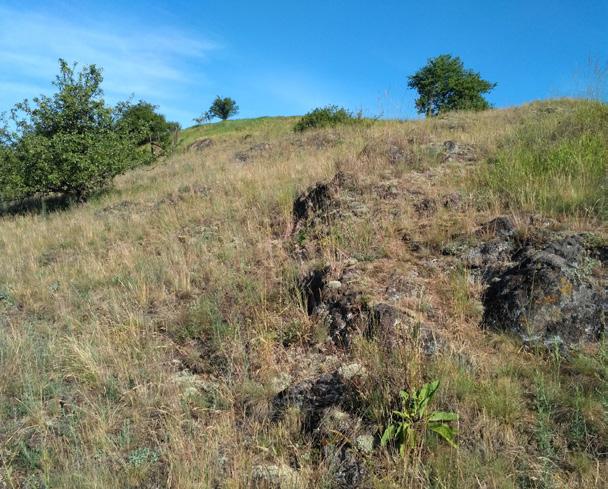 Stepní trávníky I přes řadu významných stepních lokalit, zejména v oblasti Třebíčska, mnoho náročných stepních druhů z oblasti Vysočiny vymizelo, nebo je jejich výskyt velmi vzácný.