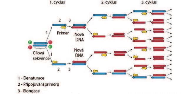 UTB ve Zlíně, Fakulta technologická 32 Magnesium (ionty hořčíku) Kofaktor pro funkci DNA-polymerázy. Ionty hořčíku jsou obvykle přidávány formou chloridu hořečnatého.