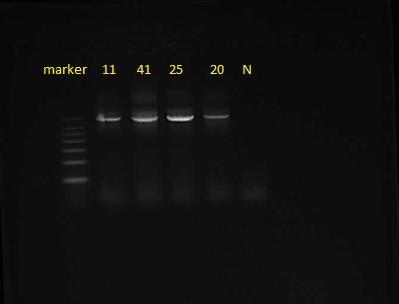 UTB ve Zlíně, Fakulta technologická 61 Obr. 11 - PCR reakce s izolovanou DNA pomocí chloroform/izoamylalkohol (24:1), Touch- Down PCR, 11- půda č. 11, 41- půda č. 41, 25- půda č. 25, 20- půda č.