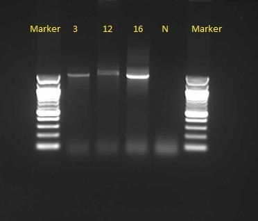 UTB ve Zlíně, Fakulta technologická 63 V následné PCR reakci jsme se pokusili získat produkt odpovídající pro část genu 16S rrna pro DNA z degradačních konsorcií izolovaných z půd č. 3, 12, 16. Obr.