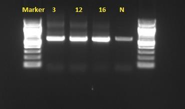 UTB ve Zlíně, Fakulta technologická 67 Provedená PCR reakce byla pro krátký úsek části genu 16S rrna se vzorky DNA z degradačních konsorcií izolovaných z půd 3, 12, 16. Obr.