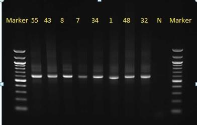 UTB ve Zlíně, Fakulta technologická 68 9.3.3 Polymerázová řetězová reakce s primery GC 341F a 907R Pro amplifikaci druhého stupně PCR reakce bylo využito sady primeru GC 341 F a 907 R.
