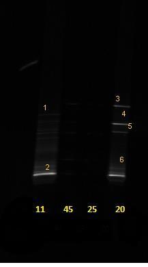 UTB ve Zlíně, Fakulta technologická 71 Pořadí vzorků na gelu bylo následující: 11- vzorek DNA z půdy č. 11, 45- vzorek DNA z půdy č. 45, 25- vzorek DNA z půdy č. 25, 20-