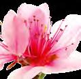 vanilková orchidej Vůně ve