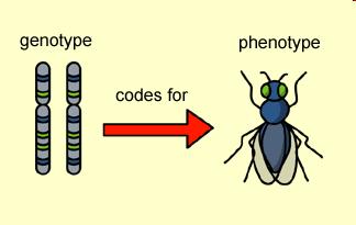 Vztah genotyp fenotyp