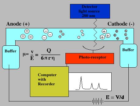Elektroosmotický tok směřuje od anody ke katodě a jiţ při neutrálním ph nabývá rychlosti, která převyšuje elektromigraci většiny aniontů, takţe anionty putují paradoxně ke katodě.