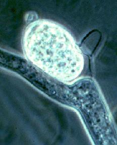 Třída: MONOBLEPHARIDOMYCETES řád Monoblepharidales - zřejmě nejodvozenější, rozvětvené cenocytické mycelium s pseudosepty, pravé přehrádky oddělují jen