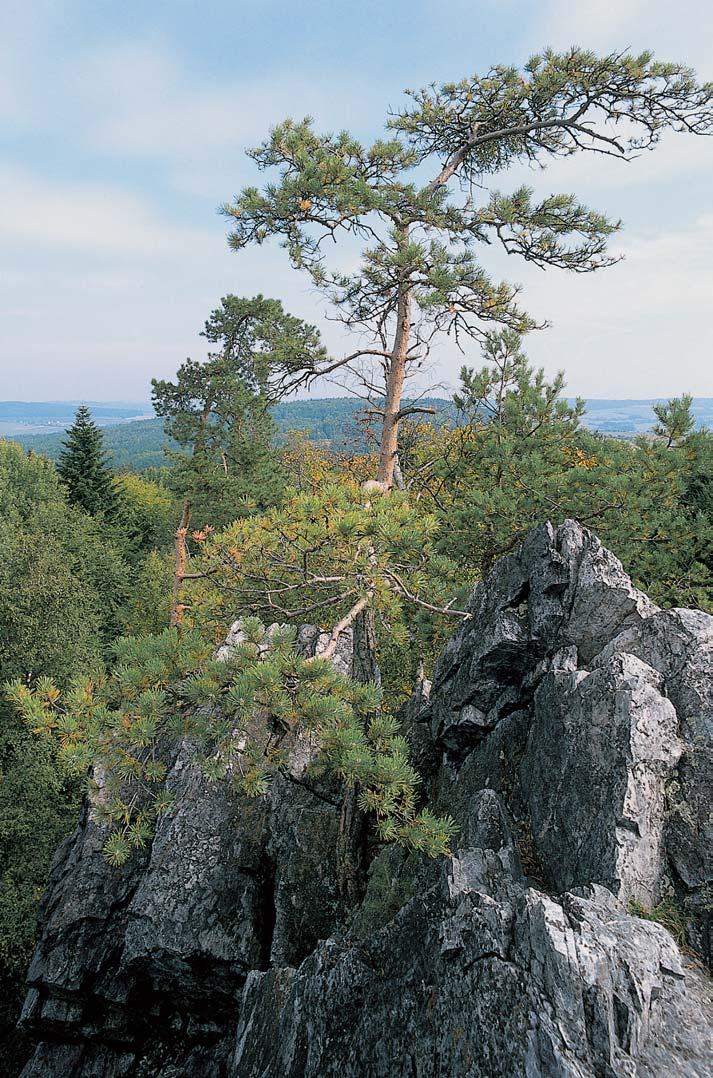 Okres Klatovy GEOLOGIE PP leïí na vrcholu a svazích kóty Velk les (556 m n. m.), na rozsáhlém strukturním hfibetu smûru JZ SV s vrcholovou buliïníkovou skalou. Svahy kryjí balvanité sutû.