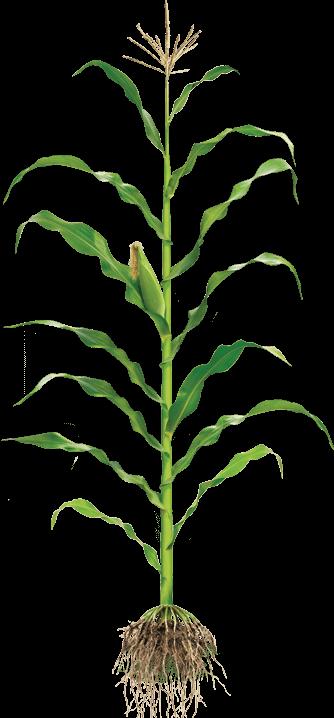 ZÁVĚR Monitoring majoritních ŠO kukuřice provozováno ve všech oblastech pěstování Výstupy ÚKZÚZ ukazují na zvyšující se škodlivost ŠO (zavíječ, bázlivec, mykózy) = dáno intenzitou pěstování kukuřice