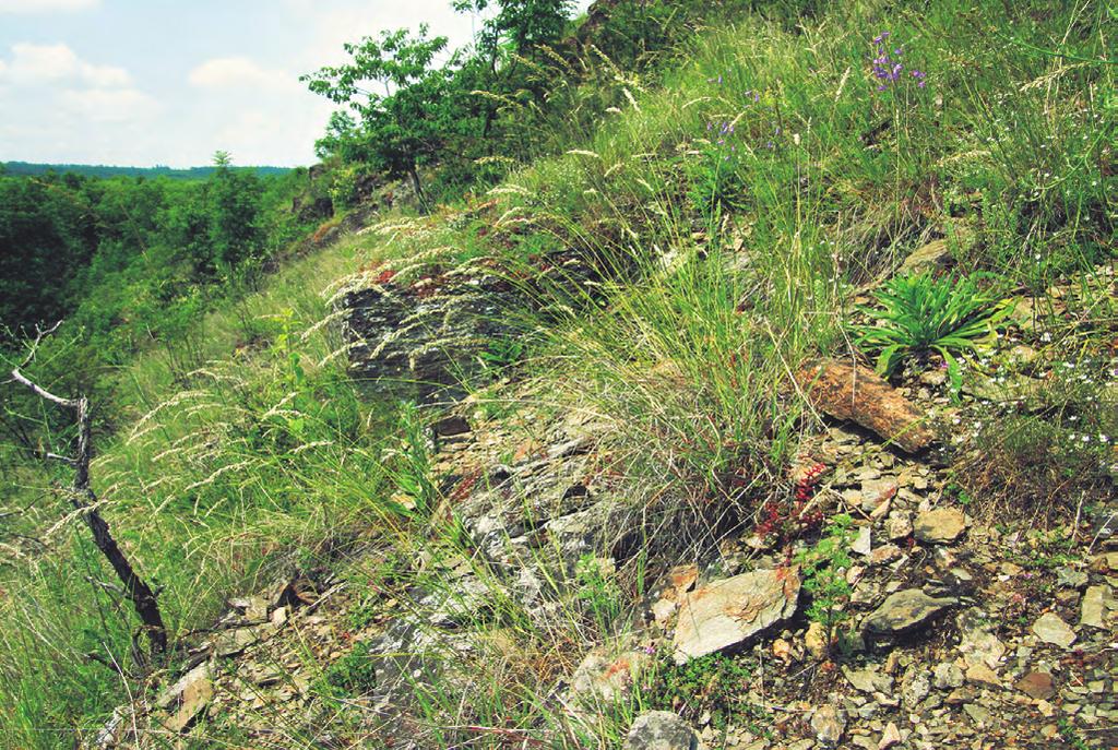 Stipion calamagrostis Summary. This association includes open stands on well insolated, mobile screes, in which rock fragments are mixed with humus-poor fine soil.