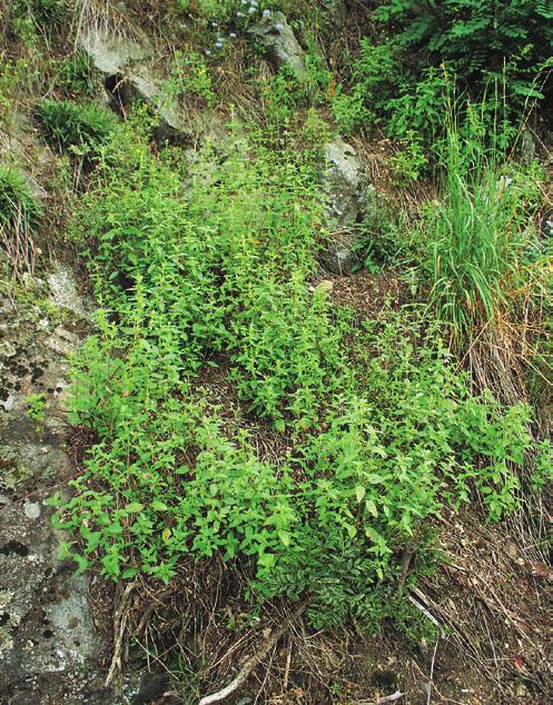 Vegetace pohyblivých sutí (Thlaspietea rotundifolii) lesů na kyselých substrátech (např. Avenella flexuosa, Luzula luzuloides, Lychnis viscaria, Rumex acetosella a Veronica officinalis).