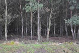 ploše Moravskoslezského kraje jako důsledek dřívější výsadby smrku na nevhodných stanovištích, lokálních změn klimatu, rozvoje kůrovců, stavu imisí, následných změn v půdě atd.