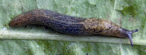 Limacidae s.lat.