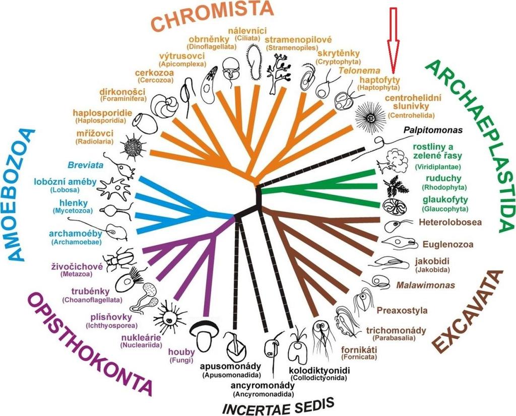 Byla objevena řada organel a cytoskeletálních útvarů, jejichž funkce byla zpočátku neznámá.