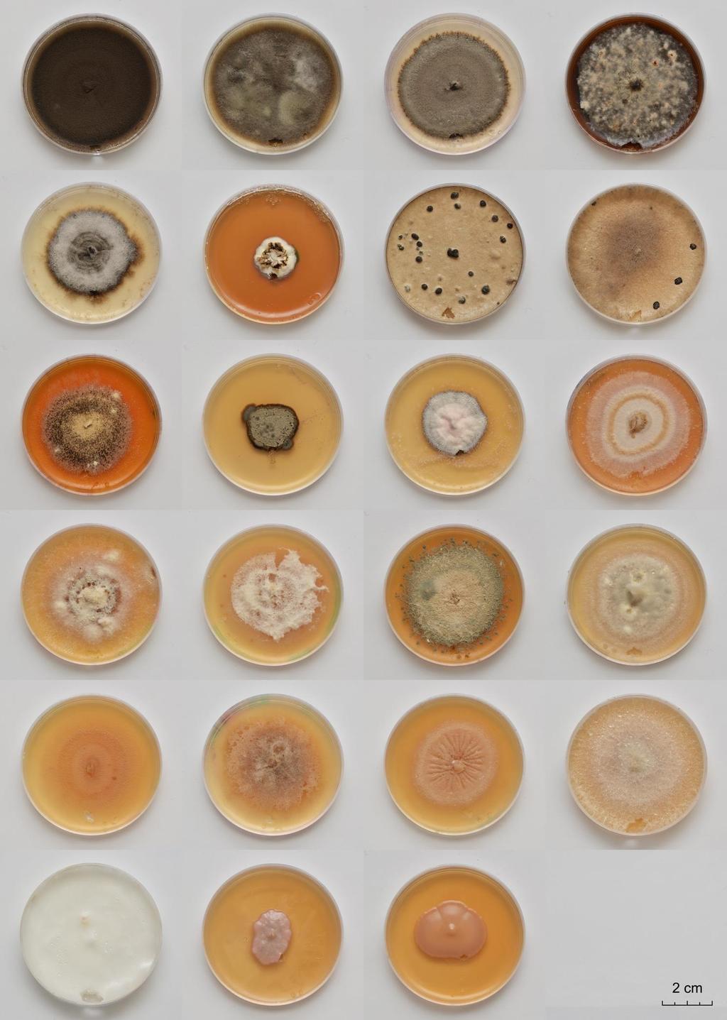 Obr. 1. Přehled jednotlivých morfotypů houbových izolátů z řepky olejky (Brassica napus subsp.