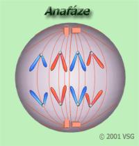 Anafáze nejkratší část mitózy, trvá jen několik minut Na počátku