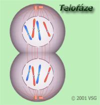 Telofáze seskupení chromozomů u pólů buňky chromozomy se