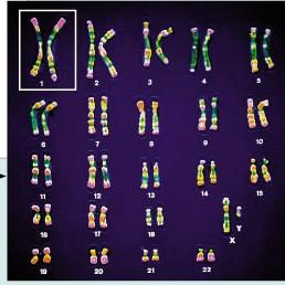 DNA,geny genom = soubor všech genů a všechna DNA buňky; kompletní genetický materiál organismu buňka člověka má DNA dlouhou 3m!