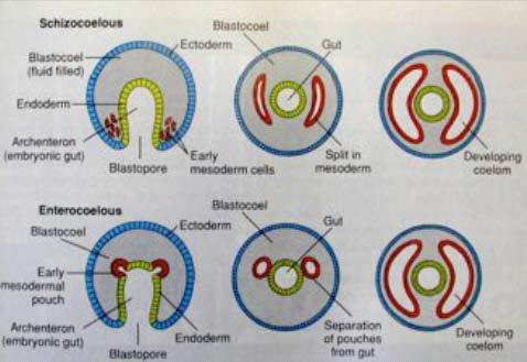 Protostomia Blastoporus = ústa i řiť Spirální rýhování Embryonální vývoj Coelom schizocoelií