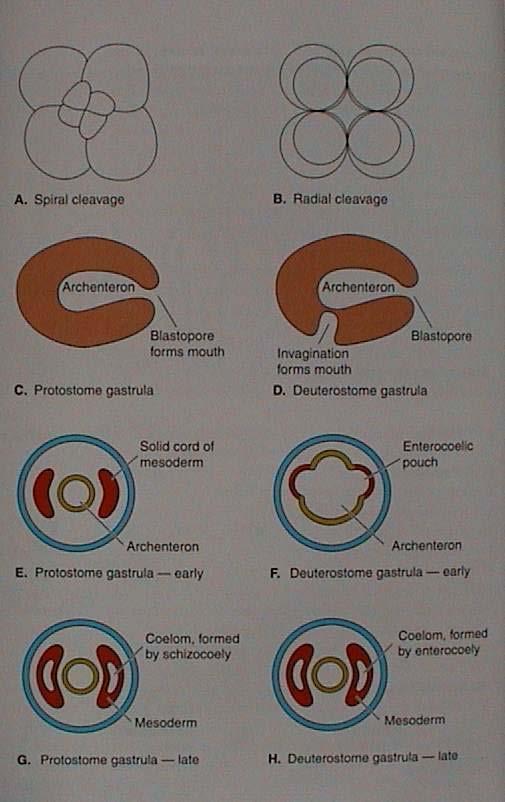 Blastoporus = jen řiť, ústa později jinde Radiální(pravo-levé) Rýhování Embryonální vývoj regulační