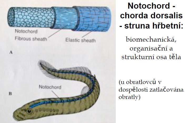 Notochord chorda dorsalis struna hřbetní Biomechanická, organizační
