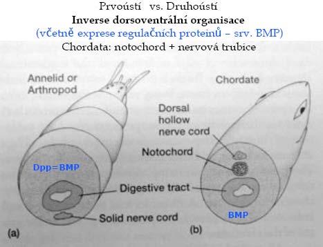 Protostomia Chordata, Deuterostomia Prvoústí versus Druhoústí Inverze dorzoventrální organizace včetně exprese