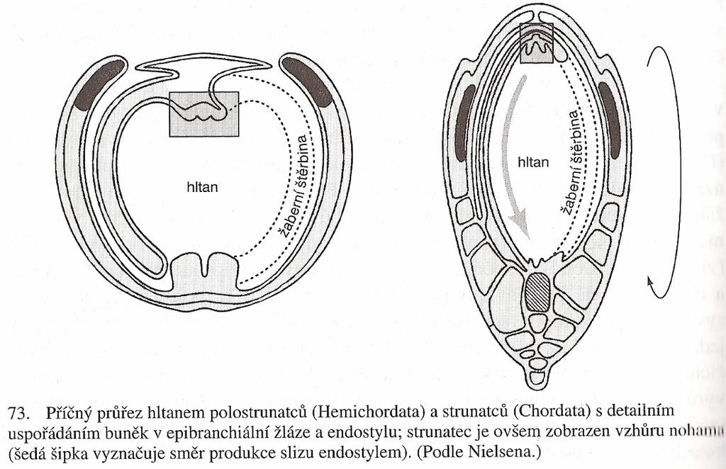Vznik Chordata aurikulariová (dipleurulová) teorie tělesná organizace strunatců odvozena z larvární organizace ostnokožců CNS vznikla přesunem larválních úst s brvami na hřbet, splynutí úst s rameny