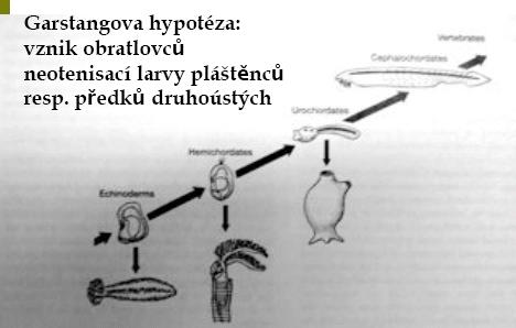 Garstangova hypotéza Dipleuroidová hypotéza: adaptivní změny larev