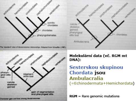 Ambulacralia= Echinodemata + Hemichordata Chordata Obratlovci, kopinatci + pláštěnci Coelom trimerní (archimerní) proto-, meso-, metacoel metamerní množství somitů, oddělených váčků