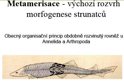 roste rychlostí n 3 Mezenchym, blastema 2D (plošný), roste rychlostí n 2 Epitely