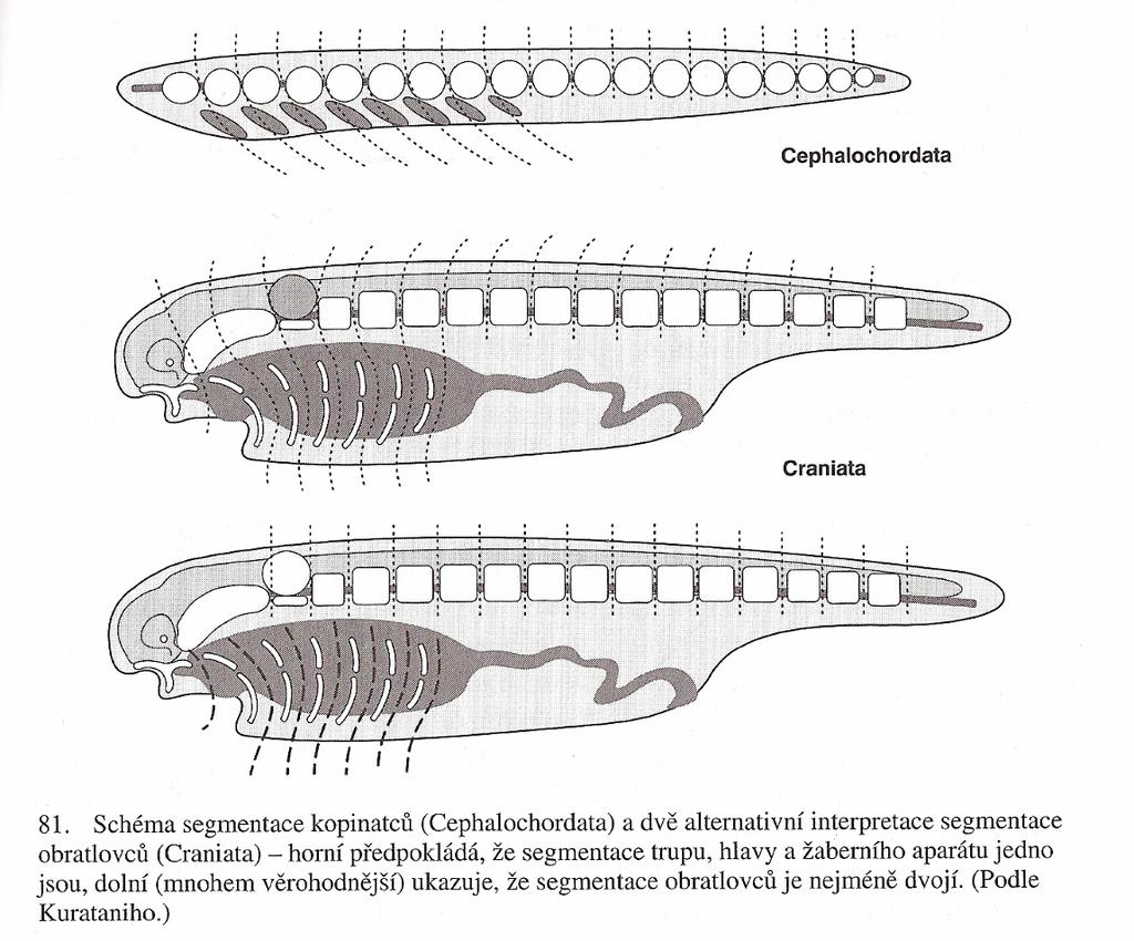 kopinatci a obratlovci dříve jako Notochordata (Euchordata) podle tělní segmentace metamery, somity segmentovaná svalovina trupu a uzavřená cévní soustava pláštěnci ztratili