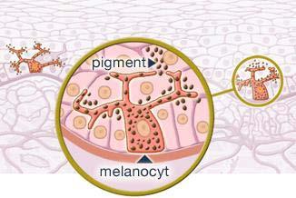 genů neurální lišty v plášti Ciona (chromocyty, melanocyty) 1 a 3 ektodermální smyslové