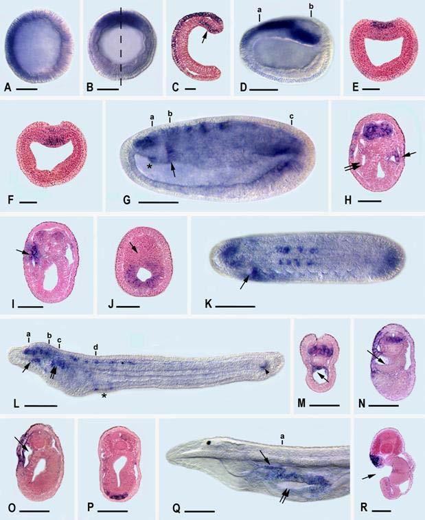 Larva kopinatce - asymetrická, bez