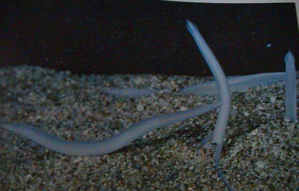 Cephalochordata V příbřežním pásu, 10-50 m hloubky, zahrabaní rostrem nahoru Branchiostoma lanceolatum (Amphioxus lanceolatus)