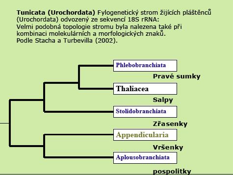 Ascidiacea sumky (parafylie) 1900, přisedlí, vakovité tělo, i kolonie Aplousobranchiata pospolitky Phlebobranchiata pravé sumky Stolidobranchiata - zřasenky Thaliacea - salpy 50, pelagičtí,