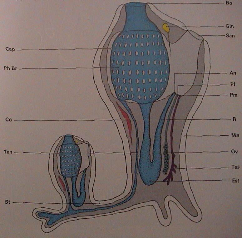 Bo - ústa Gin nervový ganglion San - atrioporus Mo - nervová trubice Ma tunicinózní plášť epibranchiální lišta endostyl Ph Br - proděravělá část hltanu