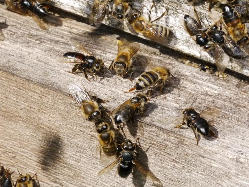 Obrázek 2: Černé včely na snímku ztratily chloupky pravděpodobně v důsledku infekce CBPV.