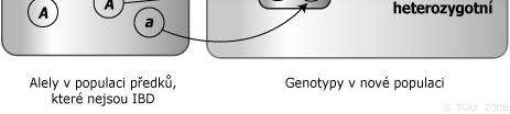 genetické p íbuznosti uvnit i mezi populacemi Vlivy inbridingu 1) vliv a d sledky na genetickou strukturu populace p íklady výb rového oplození 2) Genotypové