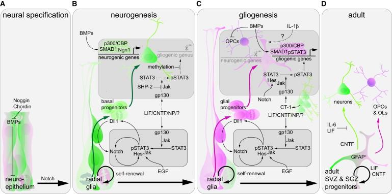 Dvojitá úloha Notch a gp130/stat3 signalizace v neurogenezi - Notch a STAT3 aktivita se vzájemně podporují (STAT3 reguluje expresi