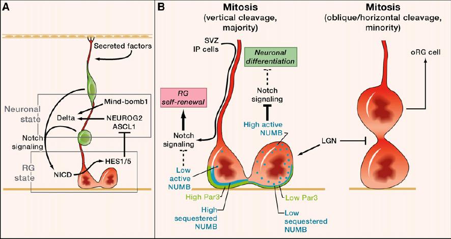 Mechanismus regulace RG buněk - neurální progenitory/ip aktivují Notch dráhu u RG buněk a tím blokují jejich