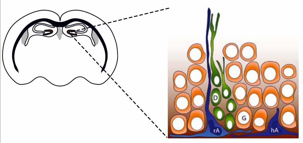 subgranulární zóně (SGZ) ra radiální astrocyty ha