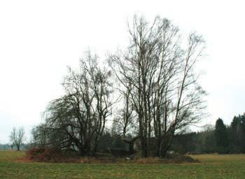 Standardy albit (Na), wollastonit (Si, Ca), sanidin (Al, K), pyrop (Mg), vanadinit (Cl, V, Pb), titanit (Ti), baryt (Ba), chromit (Cr), almandin (Fe), spessartin (Mn), gahnit (Zn), topaz (F), Ni 2