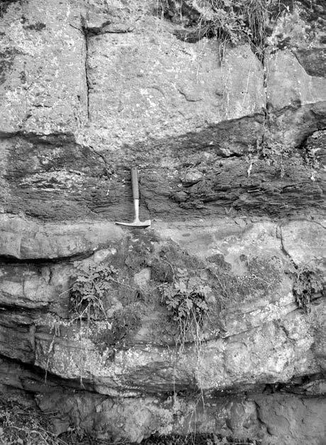 Obr. 15. Korytovitá tělesa se slepenci v pís kovcích padochovského sou - vrství. Lomy u silnice Osla va - ny Ivančice (foto H. Gilí ková). Fig. 15. Conglomerate-bearing troughlike bodies in sandstones at the Padochov Formation.