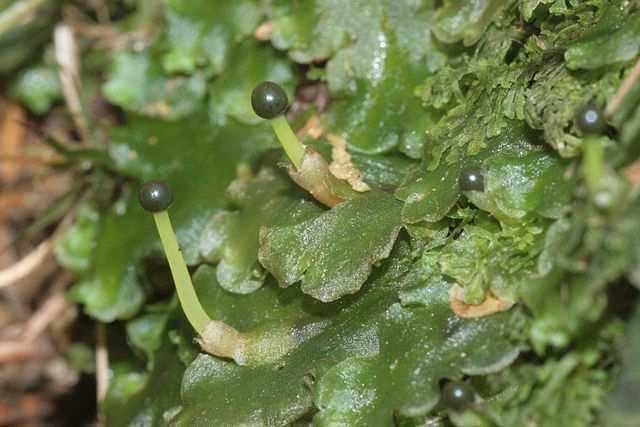 Třída Jungermanniopsida* Řád Metzgeriales lupenitá stélka Pellia epiphylla (pobřežnice obecná) břehy potoků z jara nápadná dlouhými skelnými štěty Obrázek HermannSchachner,