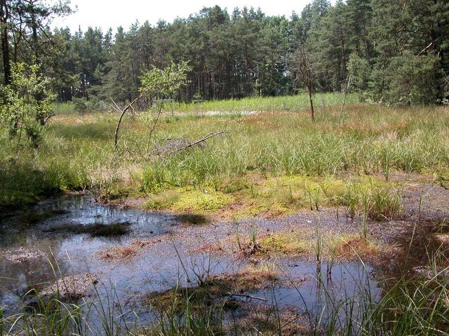 Třída Sphagnopsida (rašeliníky) ŘádSphagnales Sphagnum (rašeliník) dominantní rostlina rašelinišť (ta